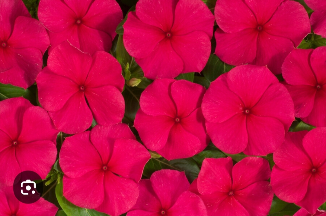 Катарантус Хитвейв Ред (5 шт)