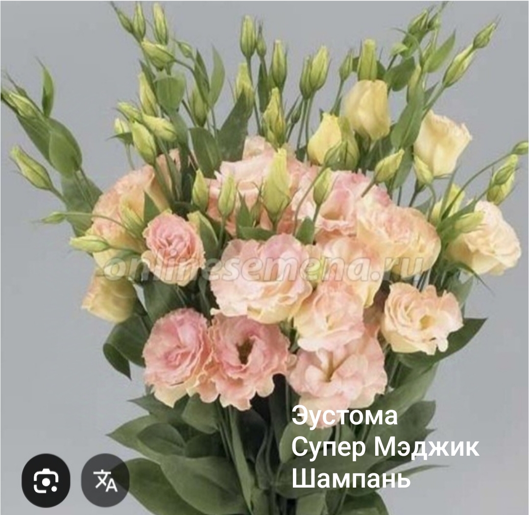 Супер Меджик Шампань (5 шт)