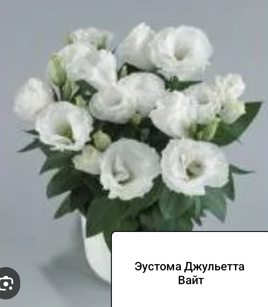 Джульетта Вайт (5 шт)