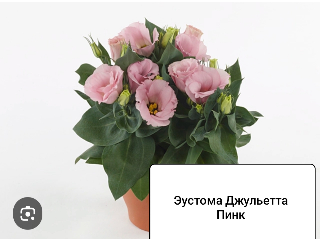 Джульетта Пинк ( 5 шт)