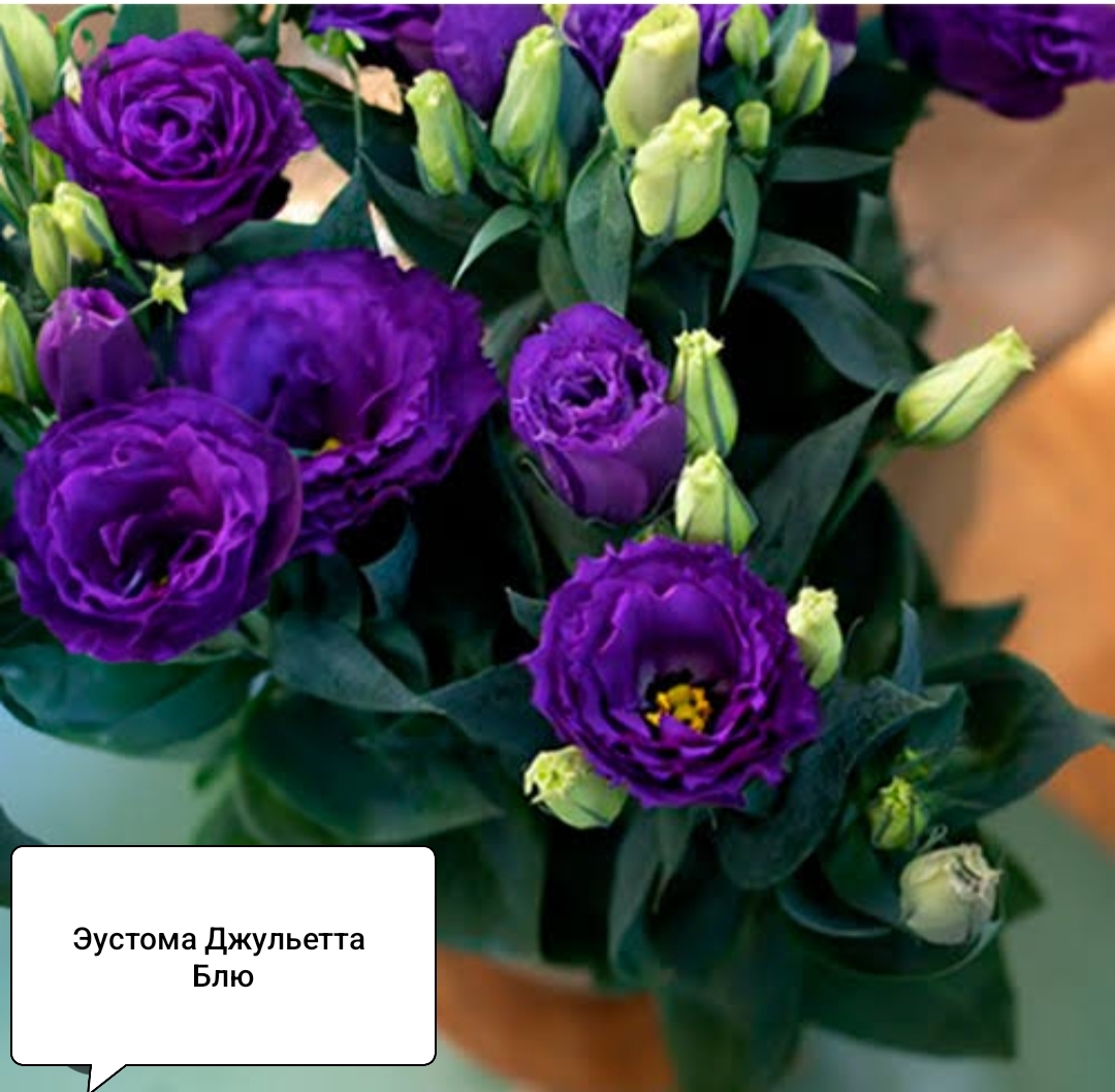 Джульетта Блю ( 5 шт)
