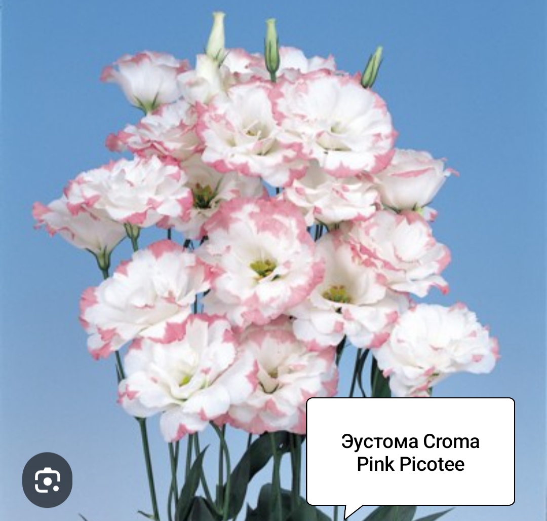 Крома Пинк Пикоти ( 5 шт)