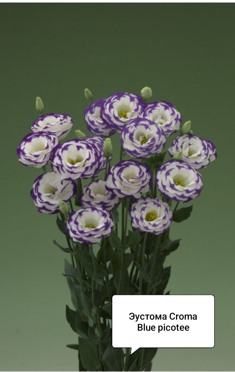 Крома Блю Пикоти ( 5 шт)