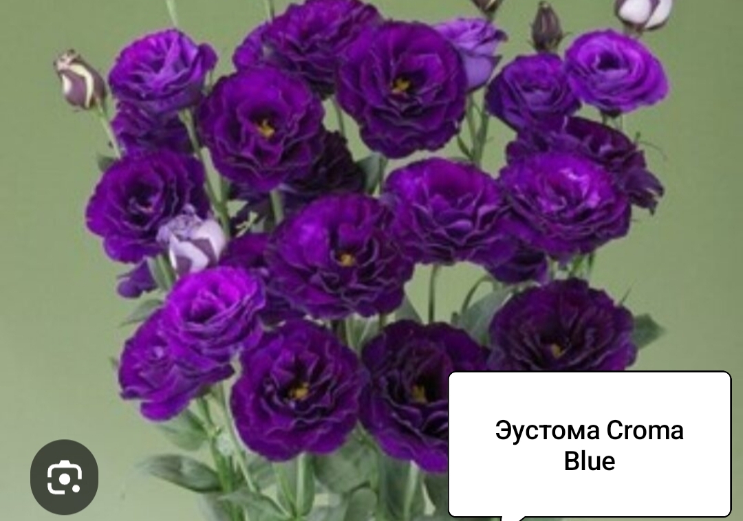 Крома Блю ( 5 шт)