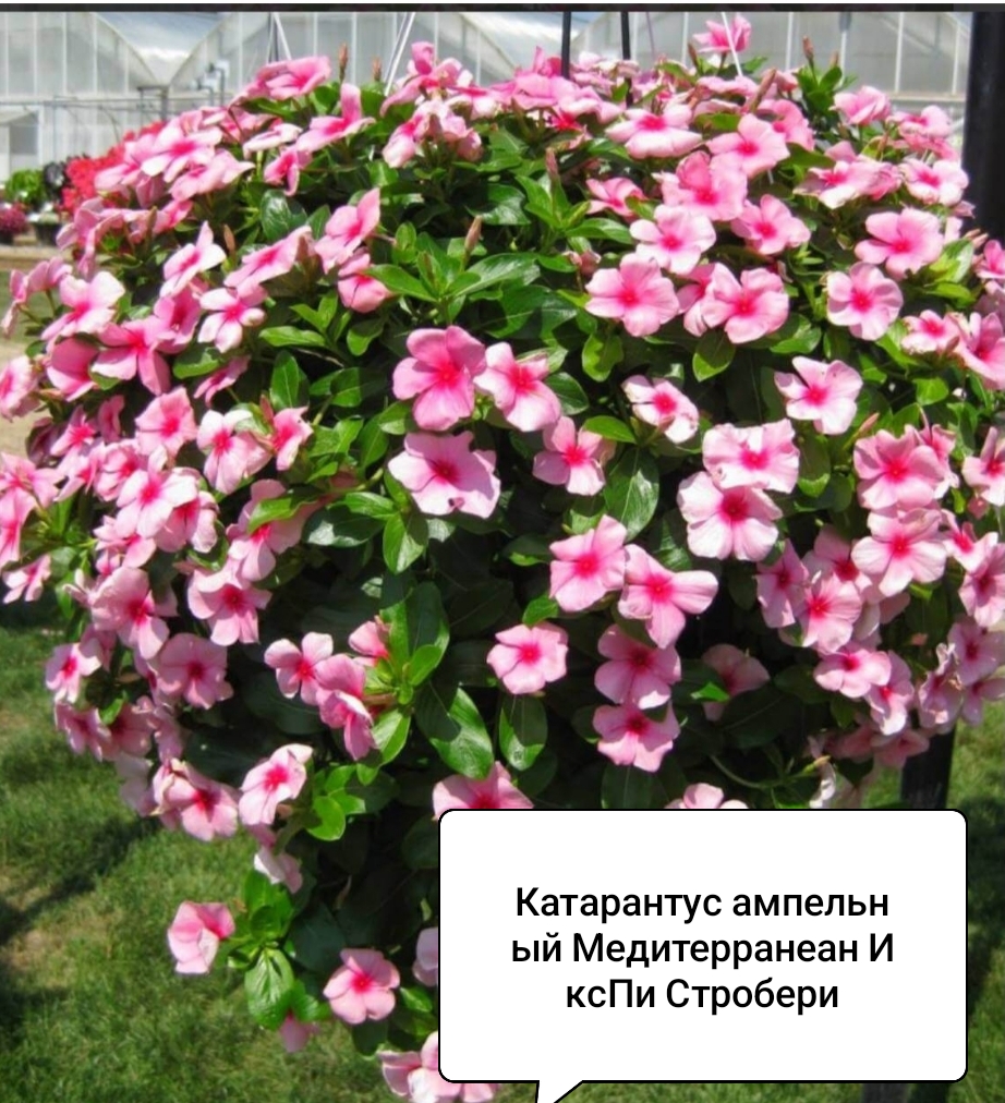 Катарантус ампельный Строберри (5 шт)