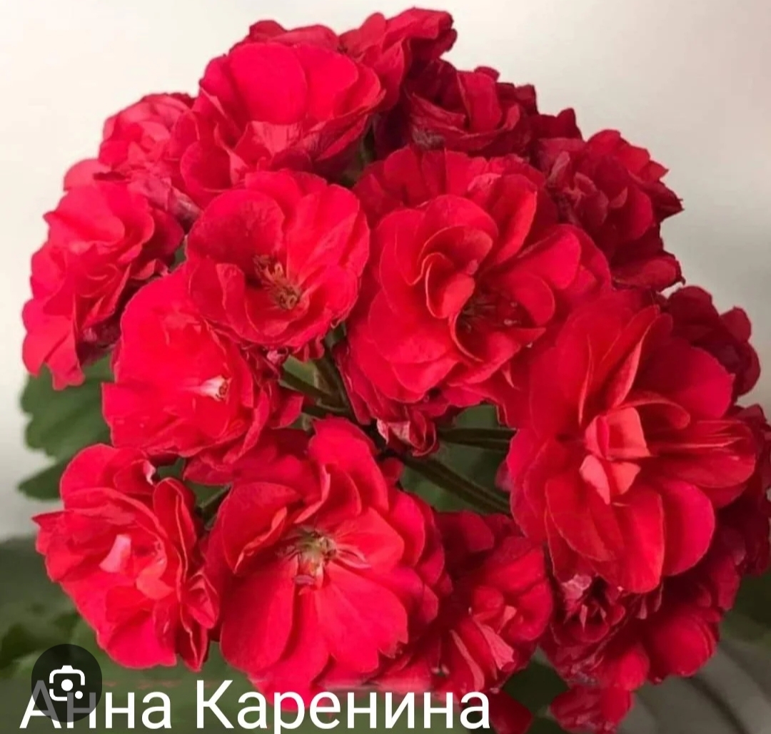 Ю Анна Каренина
