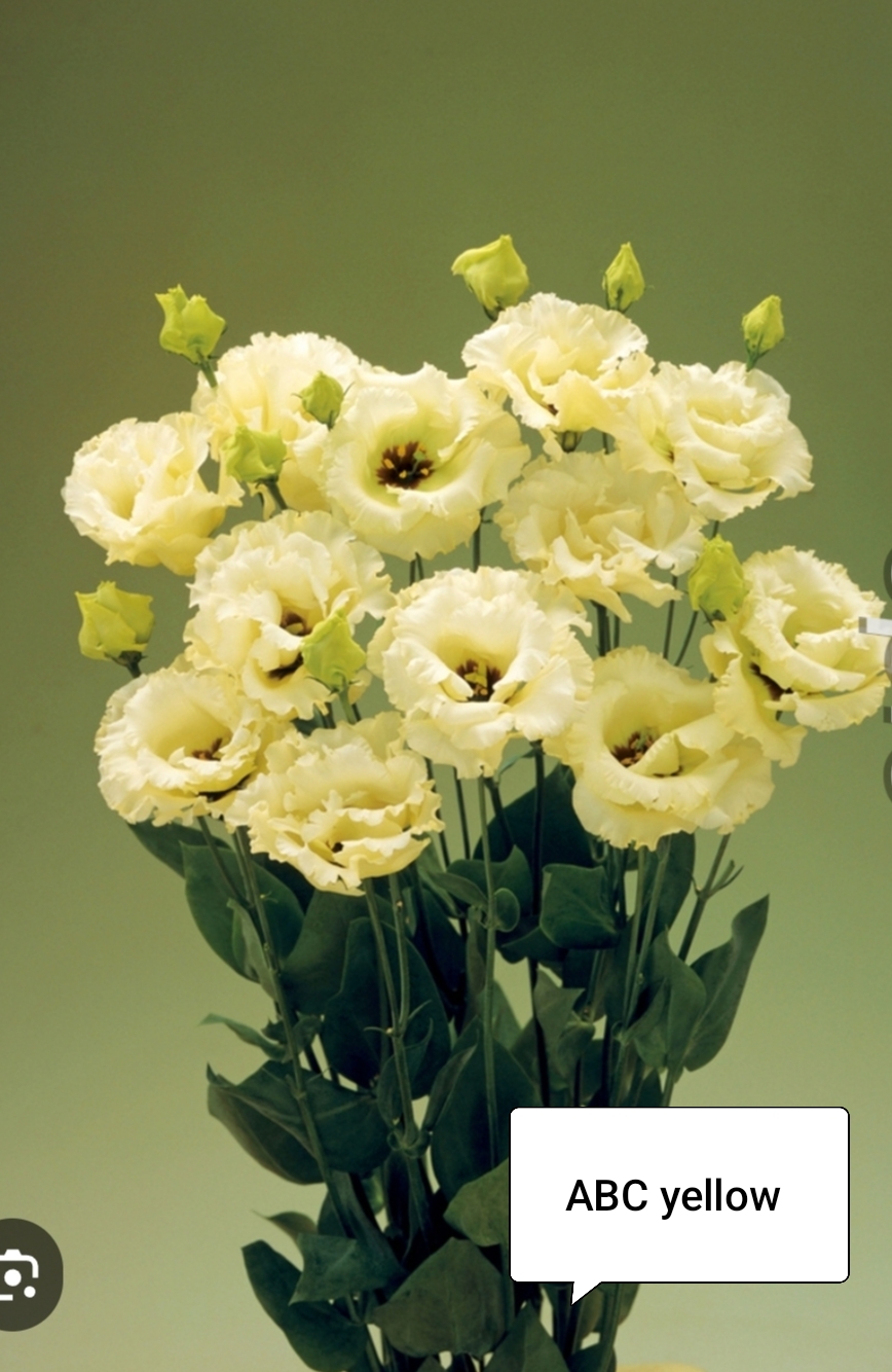 АБС Еллоу (5 шт)