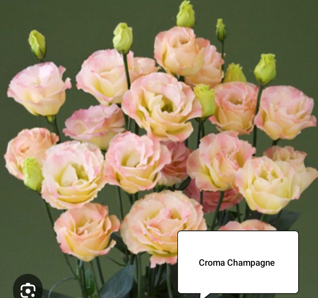 Корма Шампань (5 шт)