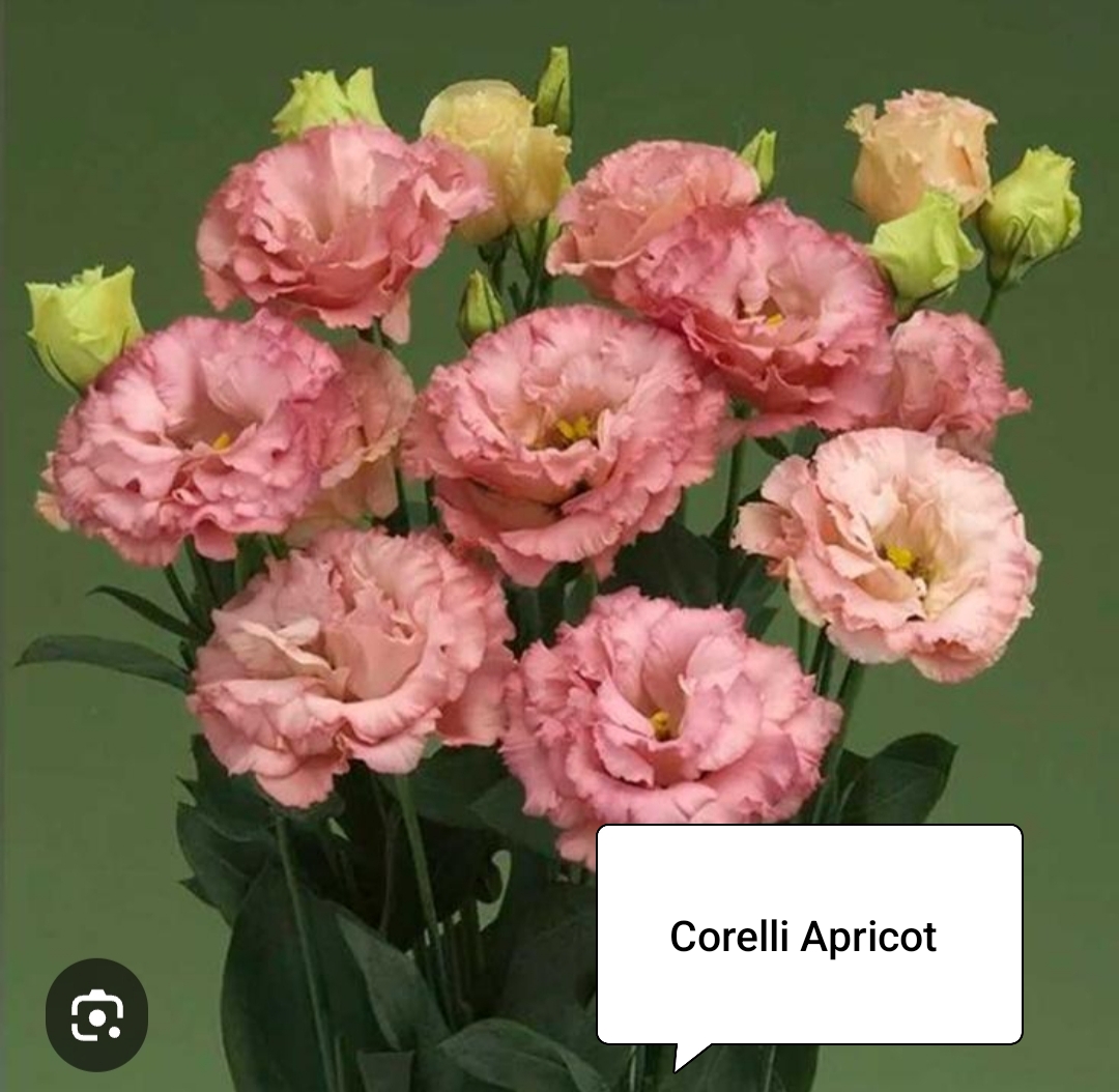 Корелли Априкот ( 5 шт)