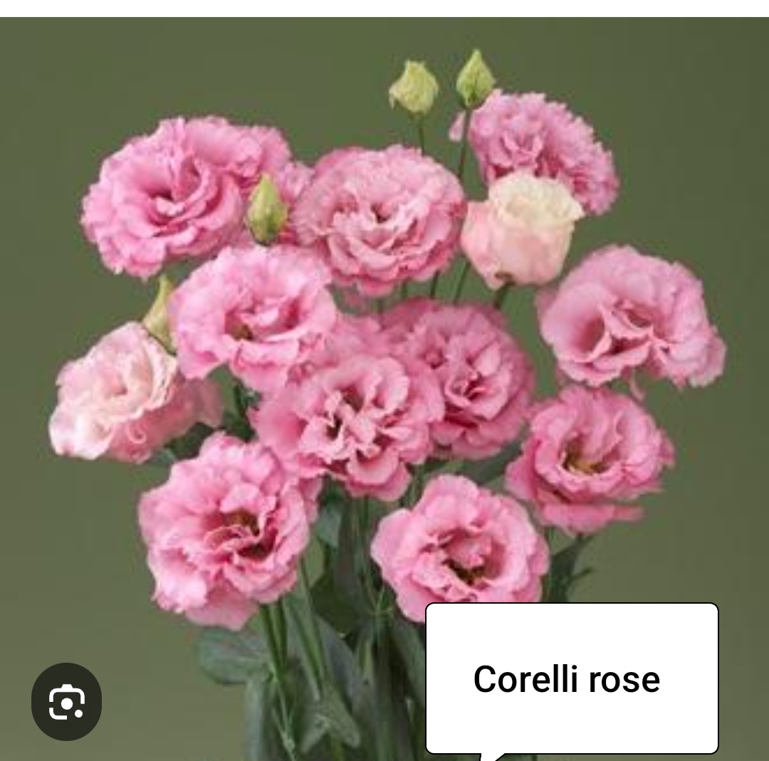 Корелли Роуз ( 5 шт)