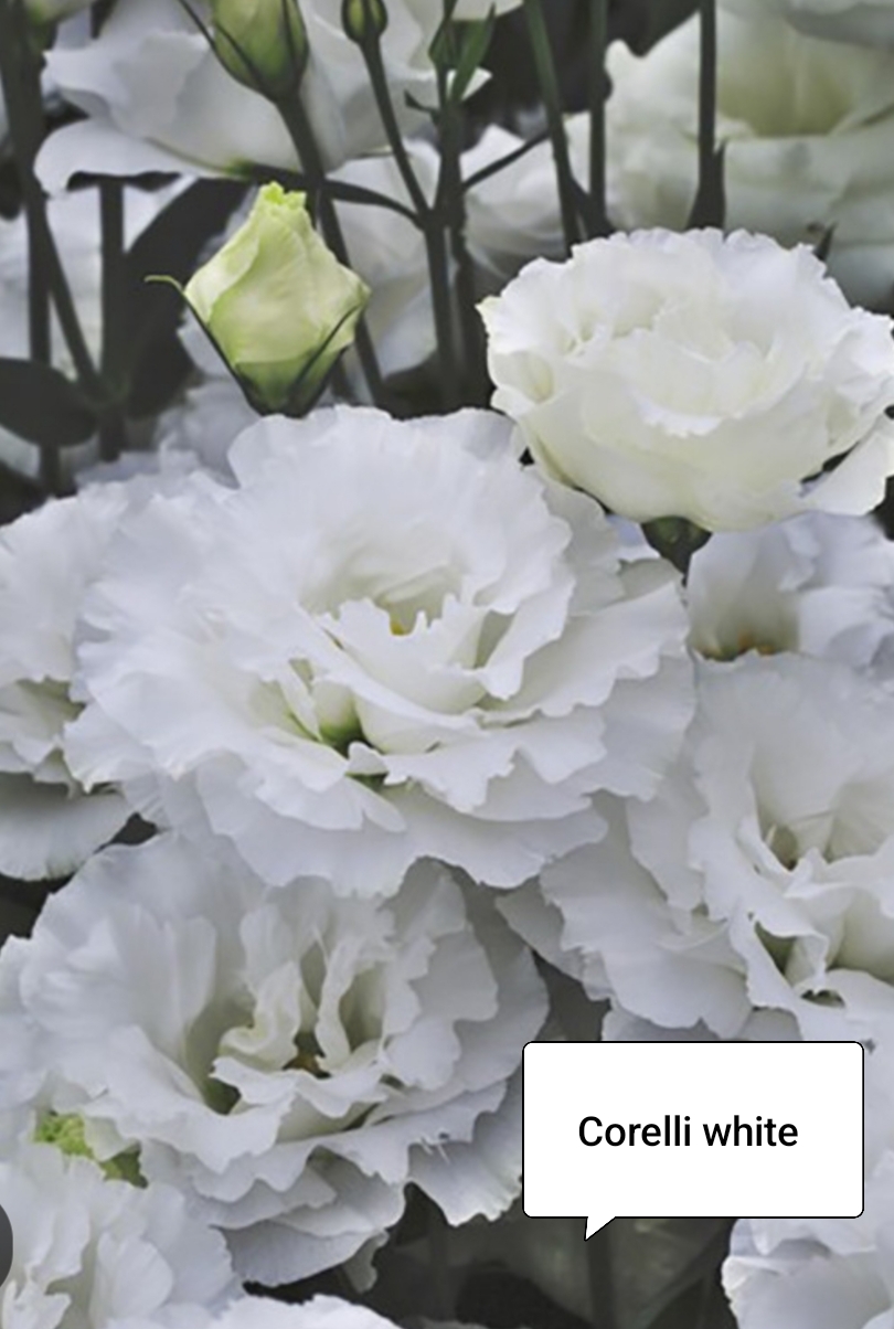 Корелли Вайт ( 5 шт)