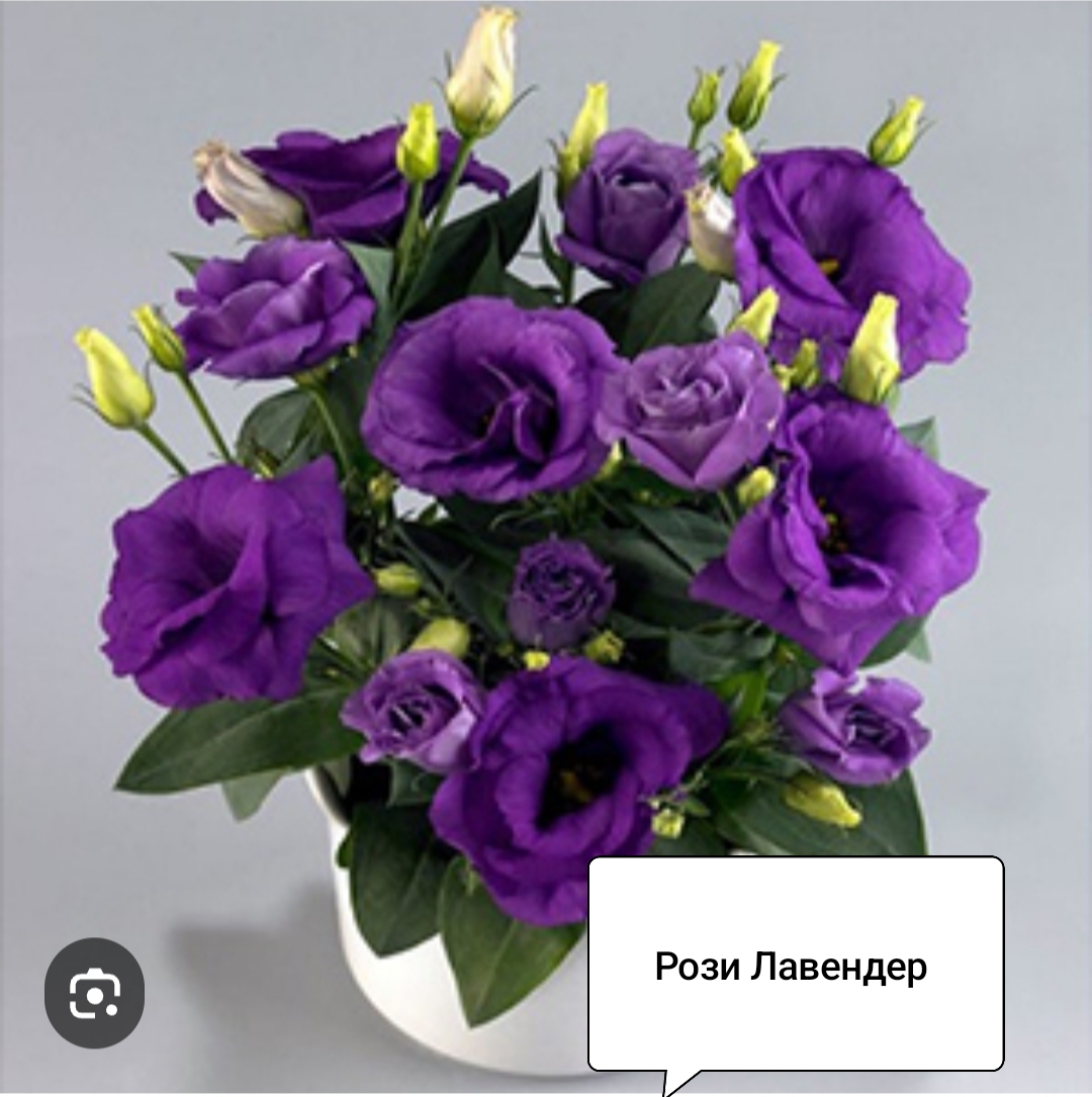 Рози Лавендер (низкорослая) (5 шт)