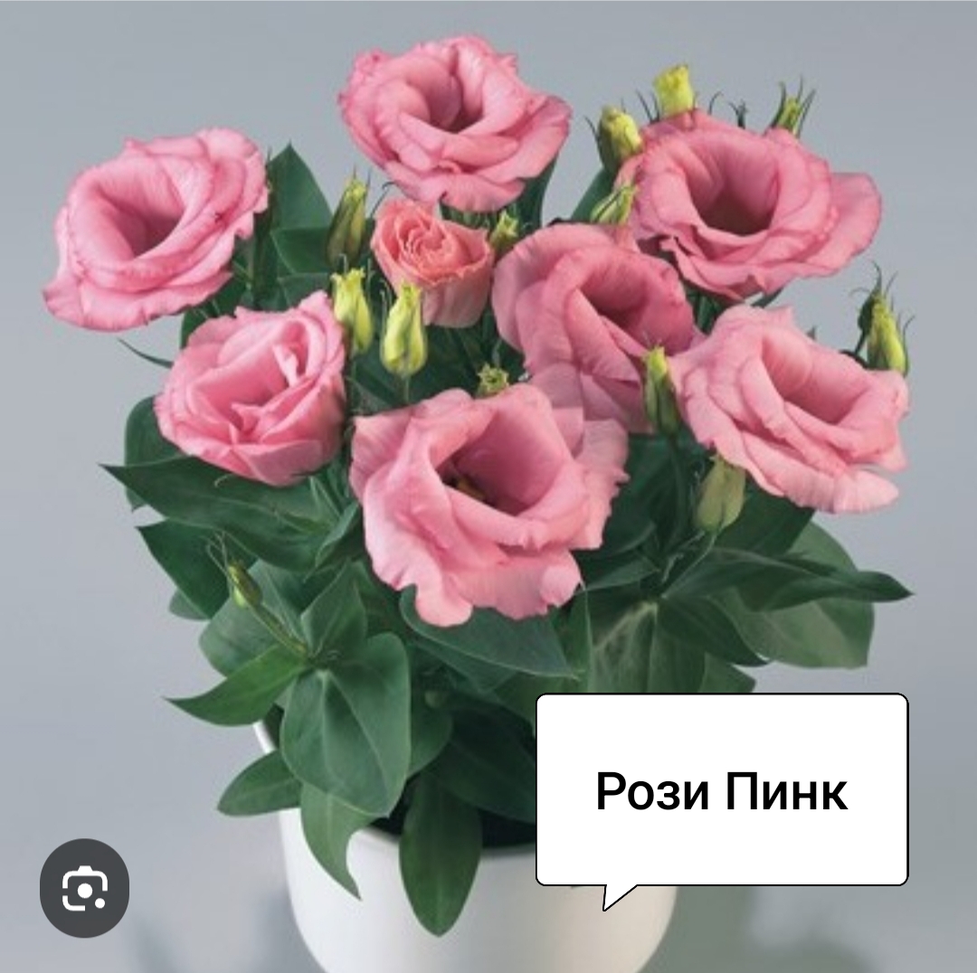 Рози Пинк ( низкорослая) (5 шт)