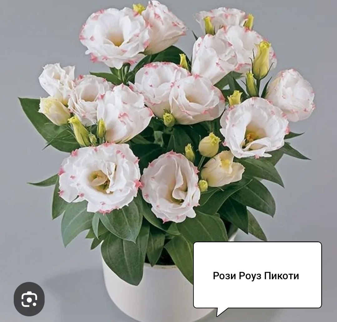 Рози Роуз Пикоти ( низкорослая) ( 5 шт)