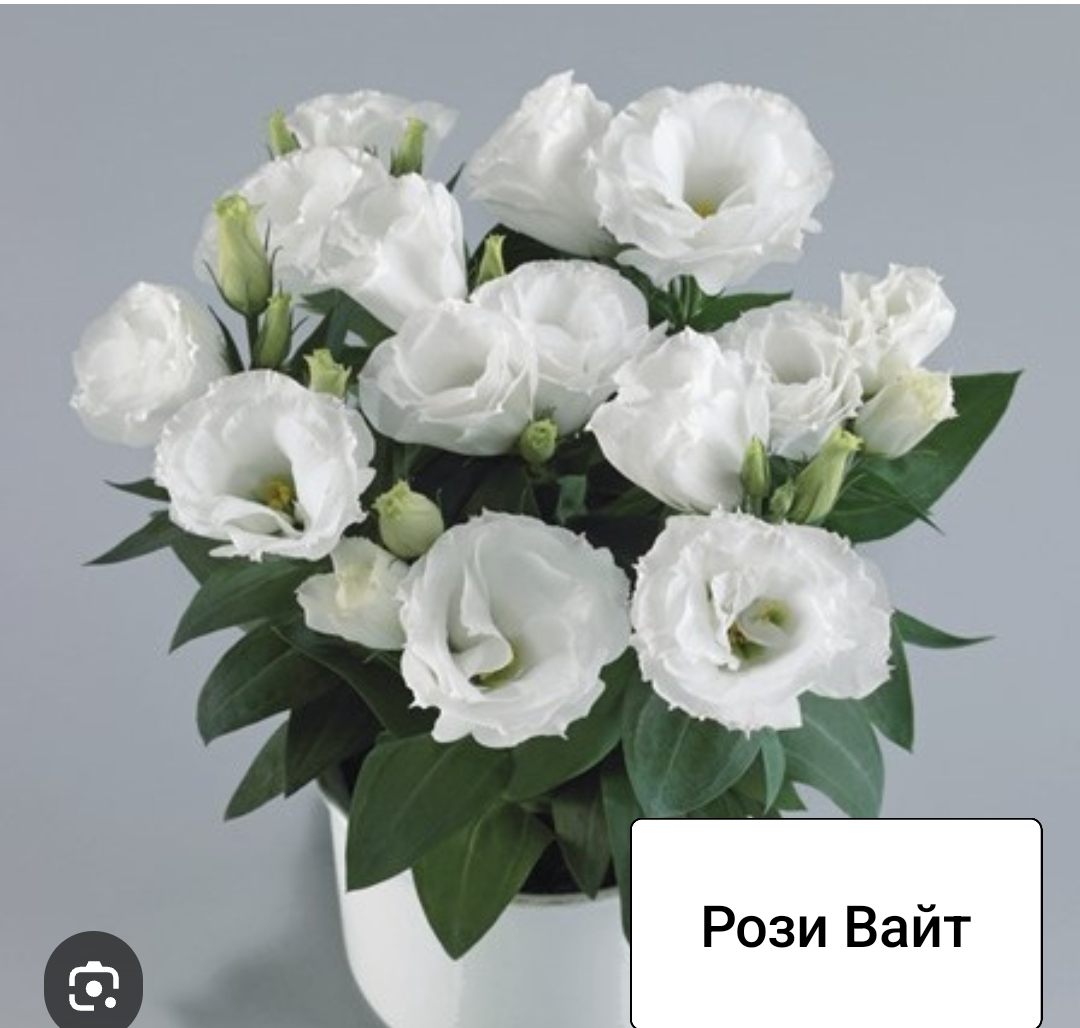 Рози Вайт (низкорослая) ( 5 шт)