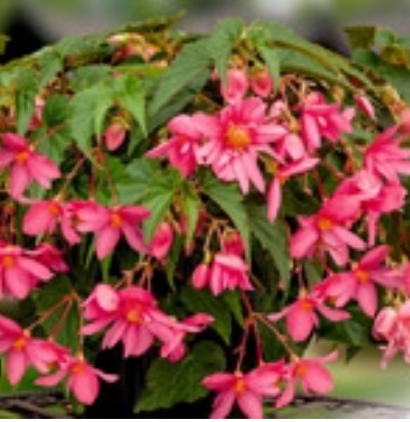 Беллекония Фанки Пинк Funky pink ( подрощенный куст)