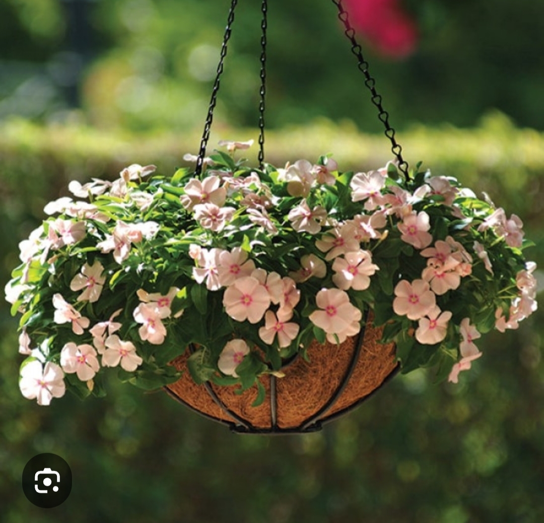 Катарантус ампельный Пич (5 шт)