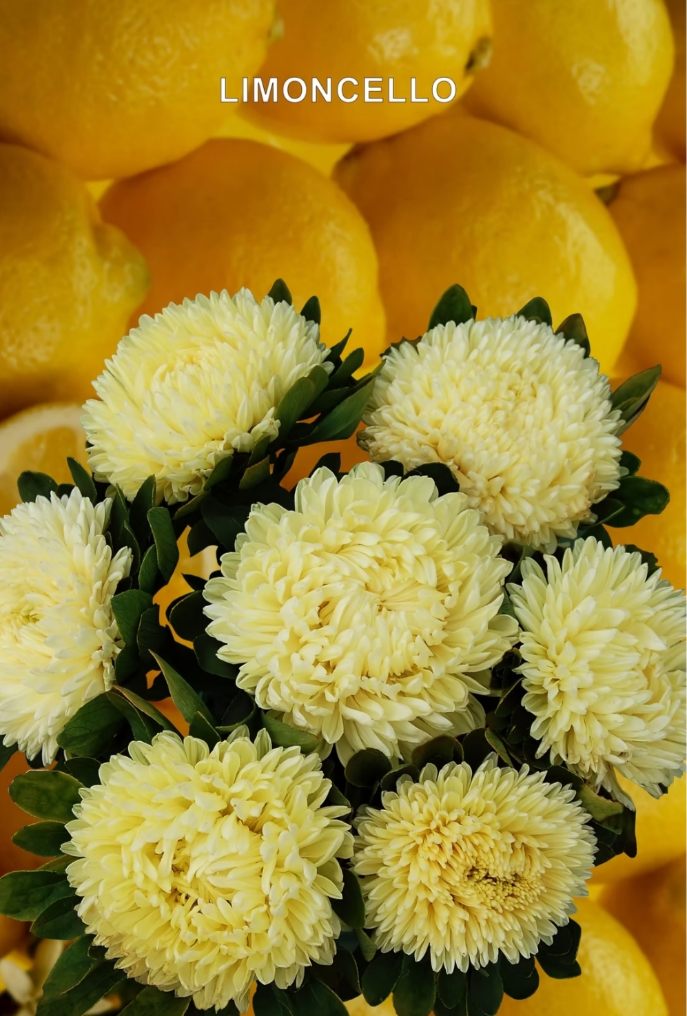 Хризантелла Лимончелло ( 20 шт)