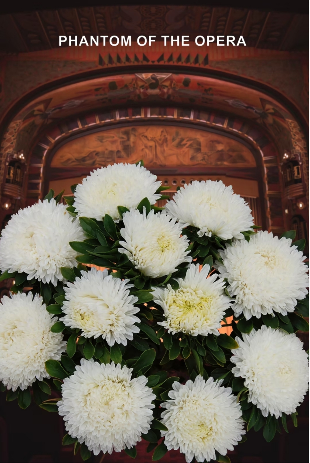Хризантелла Фантом оперы (20 шт)