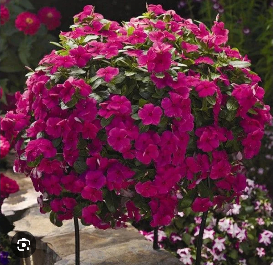 Катарантус ампельный Хот Роуз (5 шт)