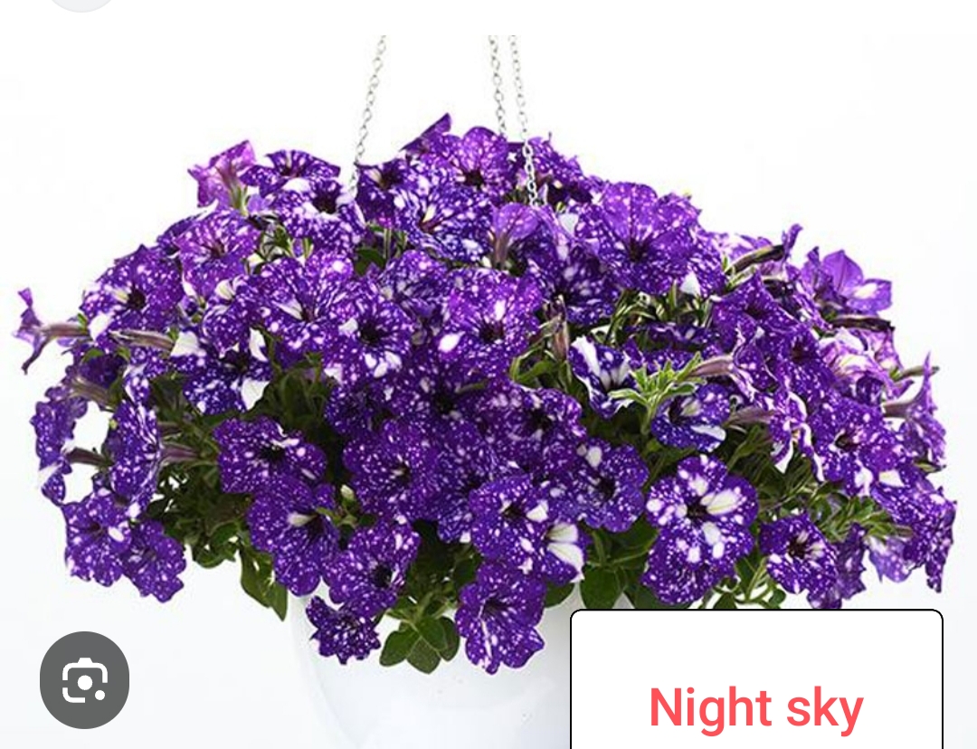 Night sky (укоренённый черенок)