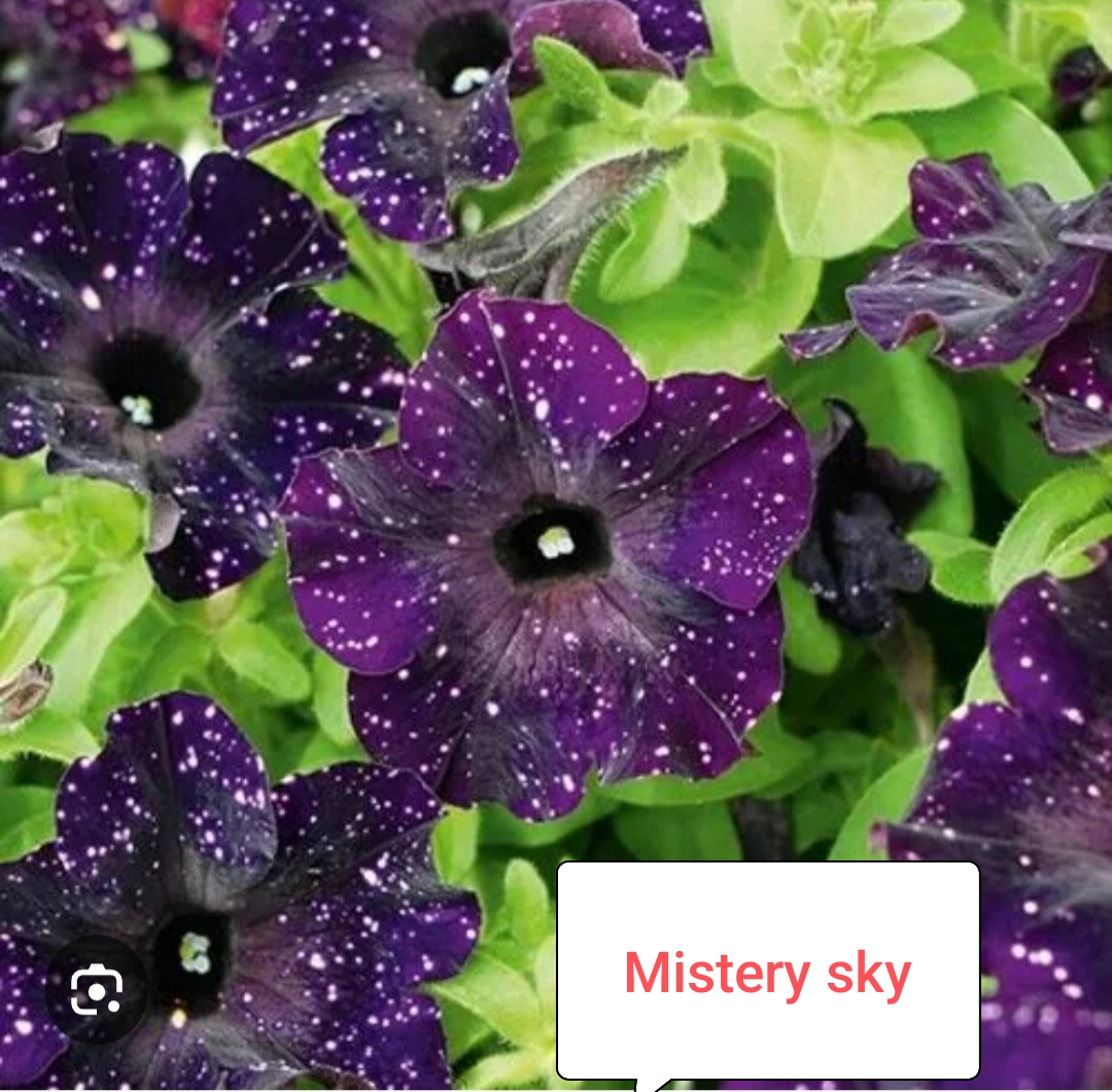 Mistery sky (укоренённый черенок)