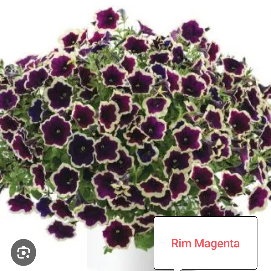 Rim Magenta ( укоренённый черенок)