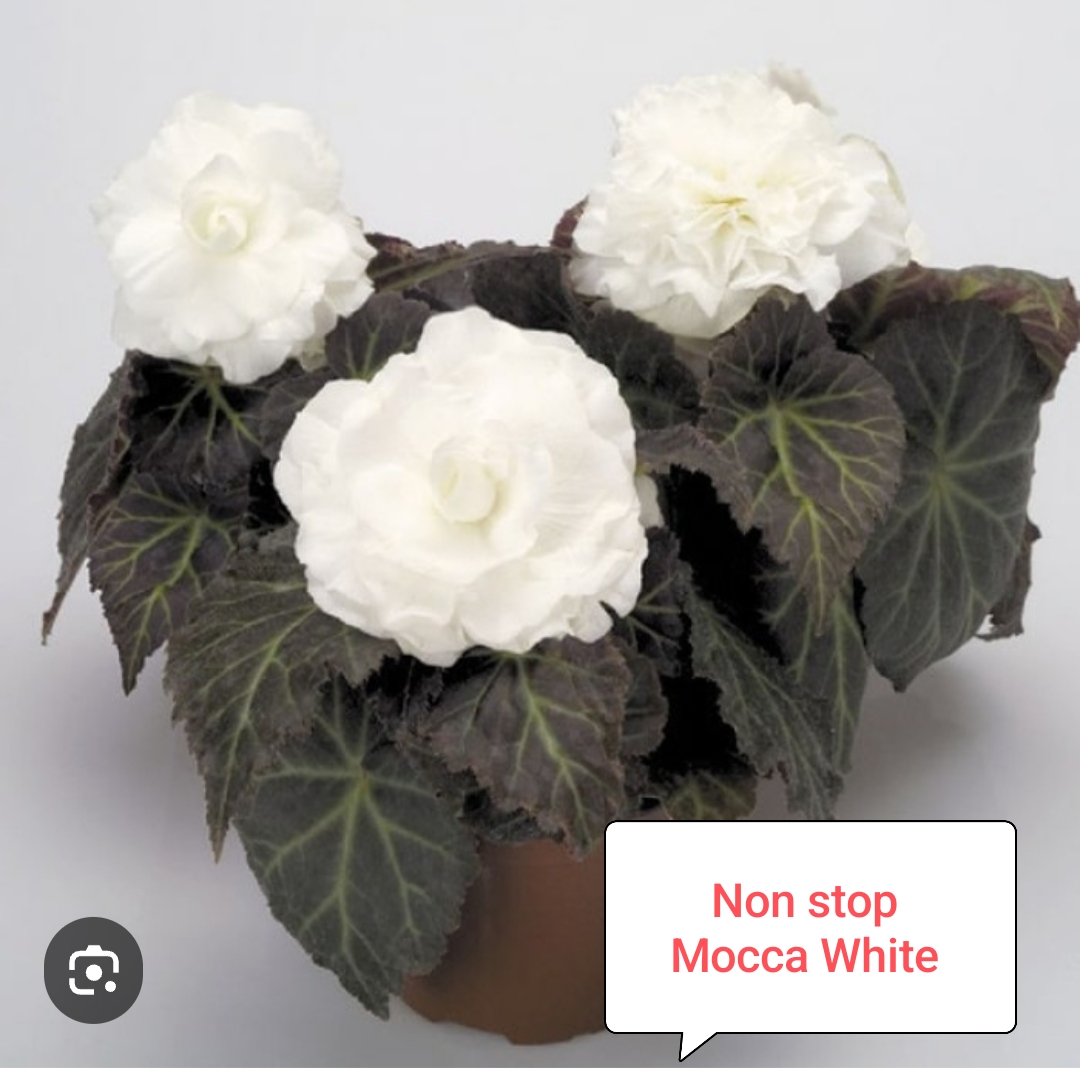 Бегония Нон стоп Мокка Вайт ( укоренённый черенок)