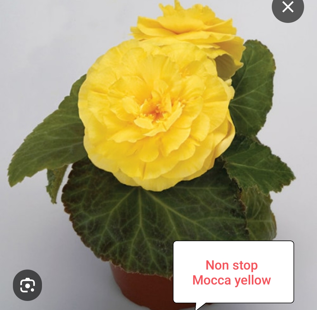 Бегония Нон стоп Мокка Еллоу ( укоренённый черенок)