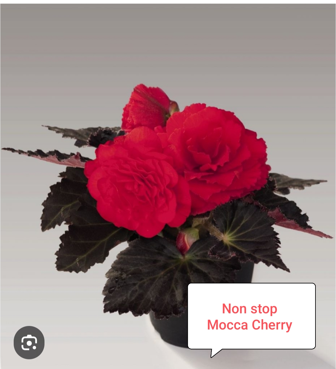 Бегония Нон стоп Мокка Черри (укоренённый черенок)