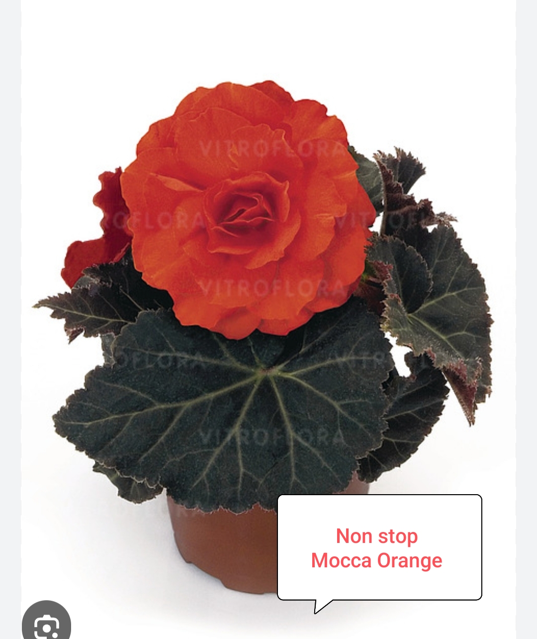 Бегония Нон стоп Мокка Оранж (укоренённый черенок)