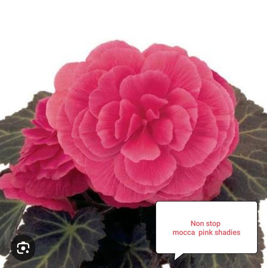 Бегония Нон стоп Мокка Пинк Шейдес ( укоренённый черенок)