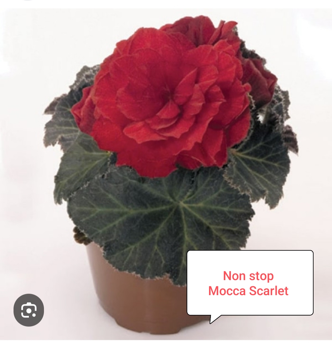 Бегония  Нон стоп Мокка  Скарлет ( укоренённый черенок)