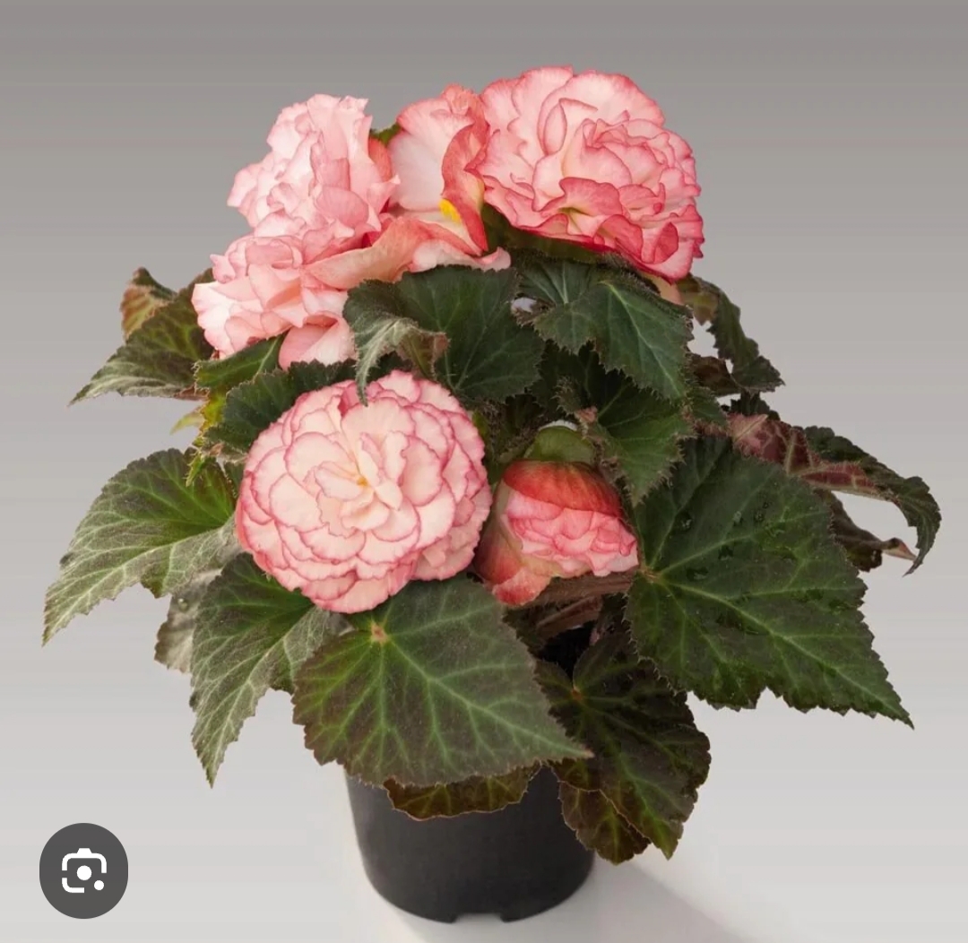 Бегония Нон стоп Роуз ( подрощенный куст)