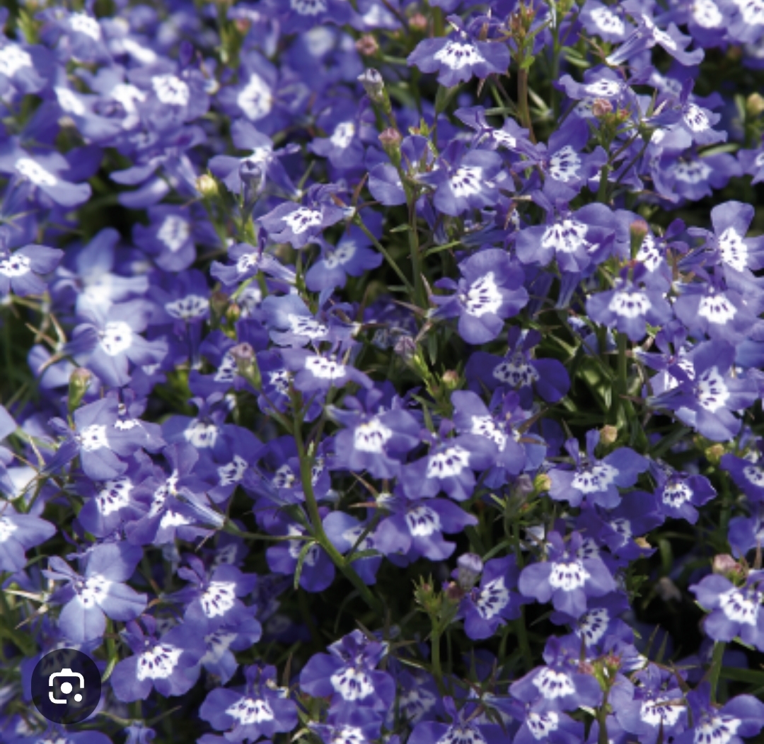 Лобелия Палас Блю виз ай (10 шт)