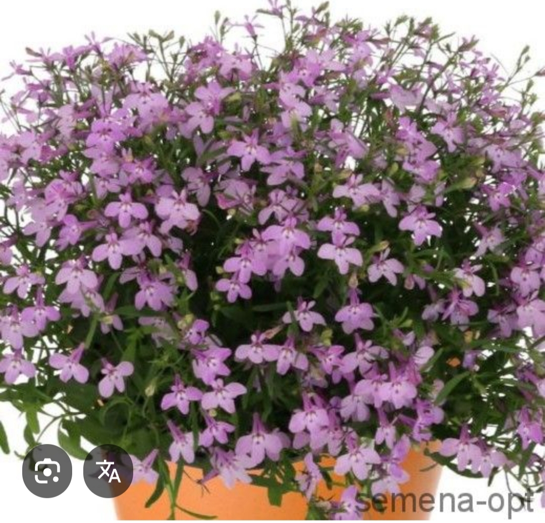 Лобелия Палас  Лилак (10 шт)