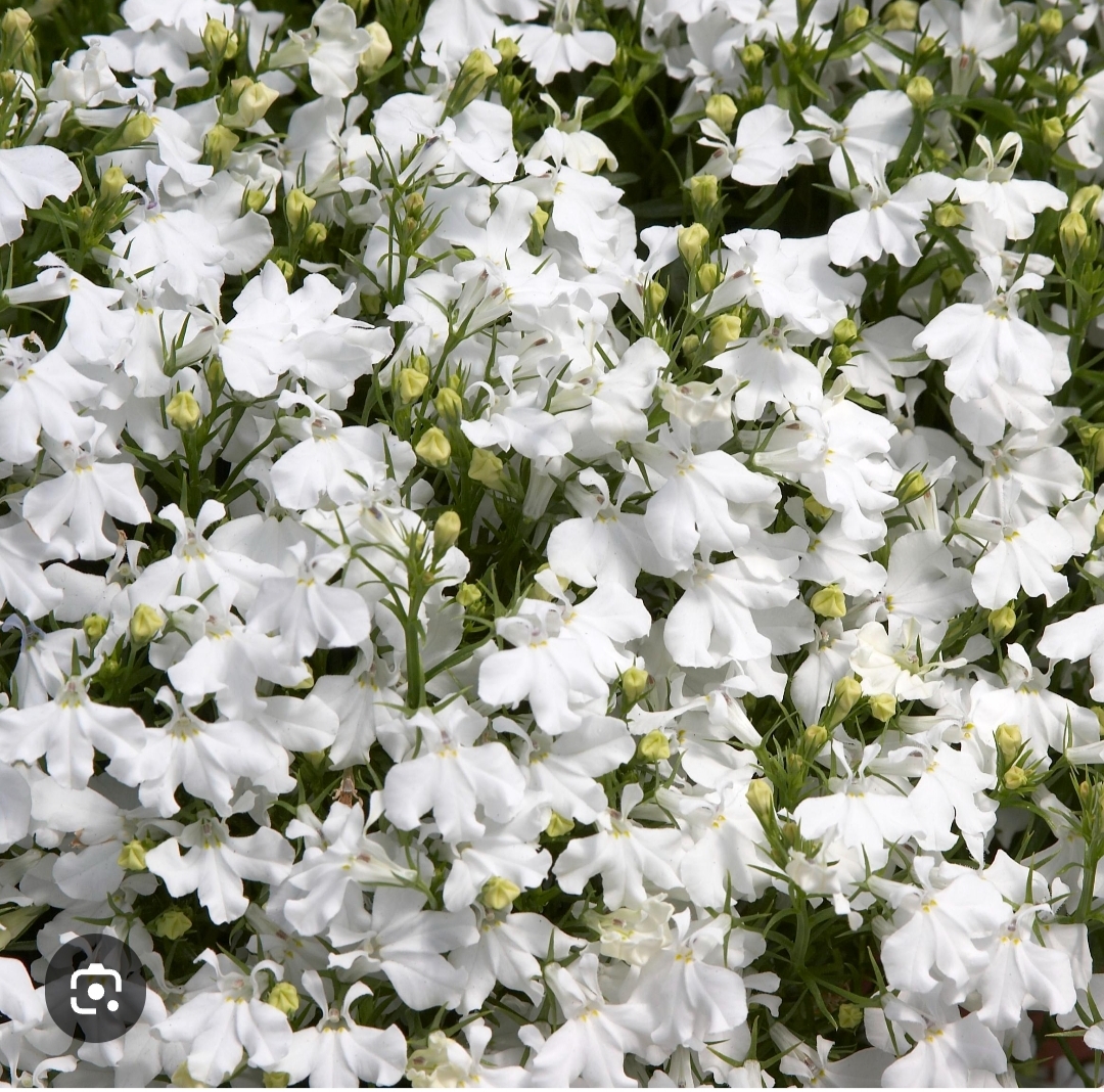 Лобелия Палас Вайт (10 шт)