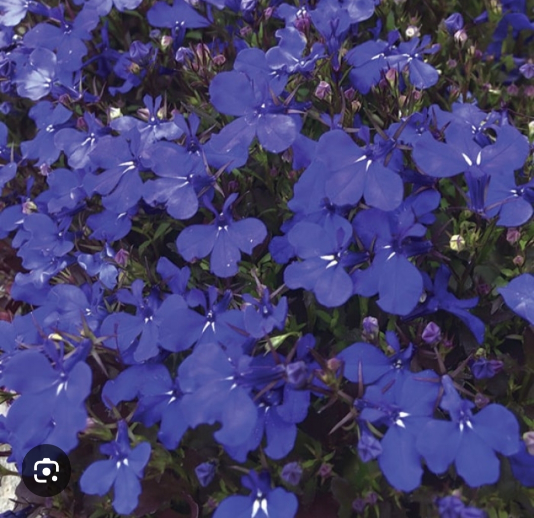 Лобелия Палас Блю ( 10 шт)