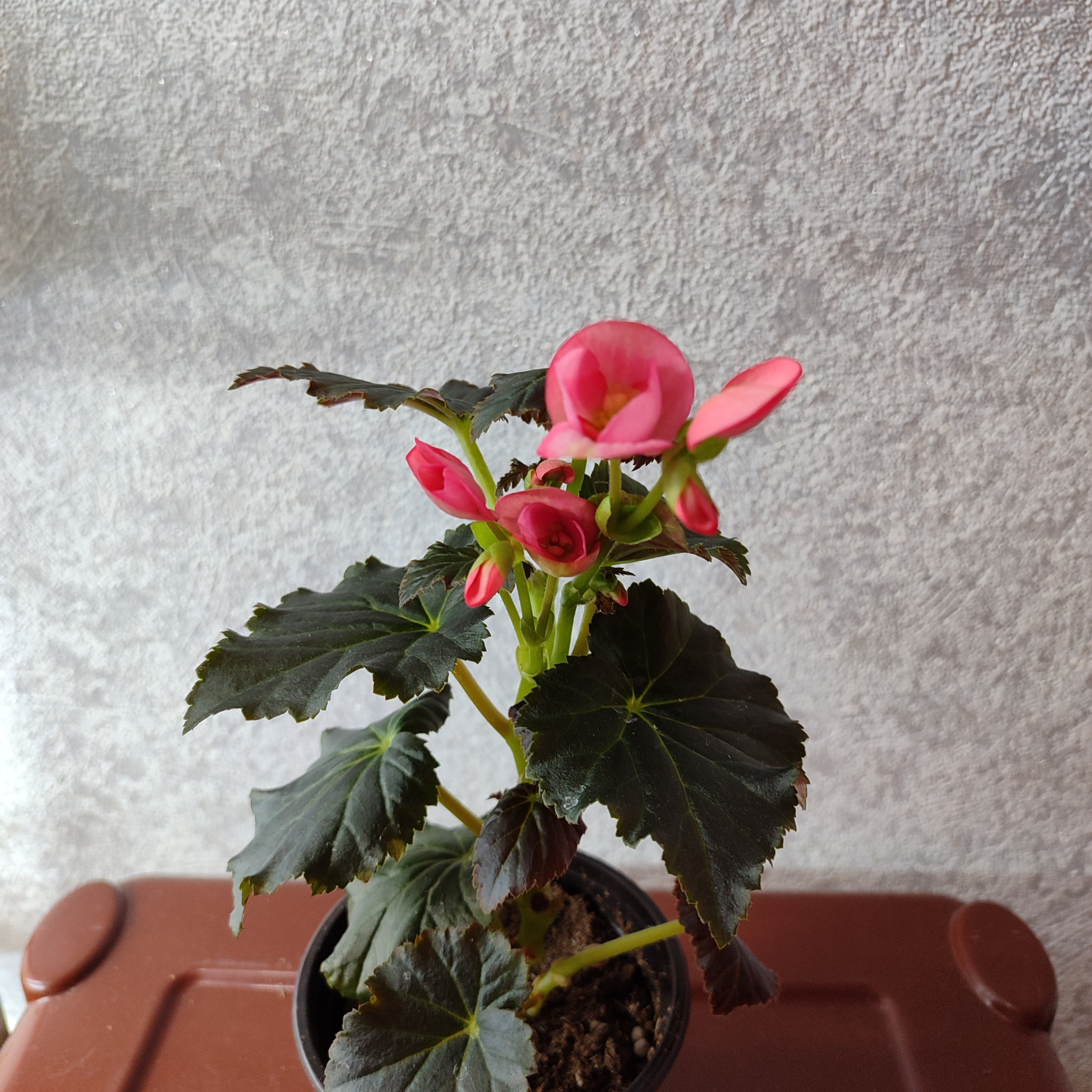 Валентино Пинк (цветущий куст)