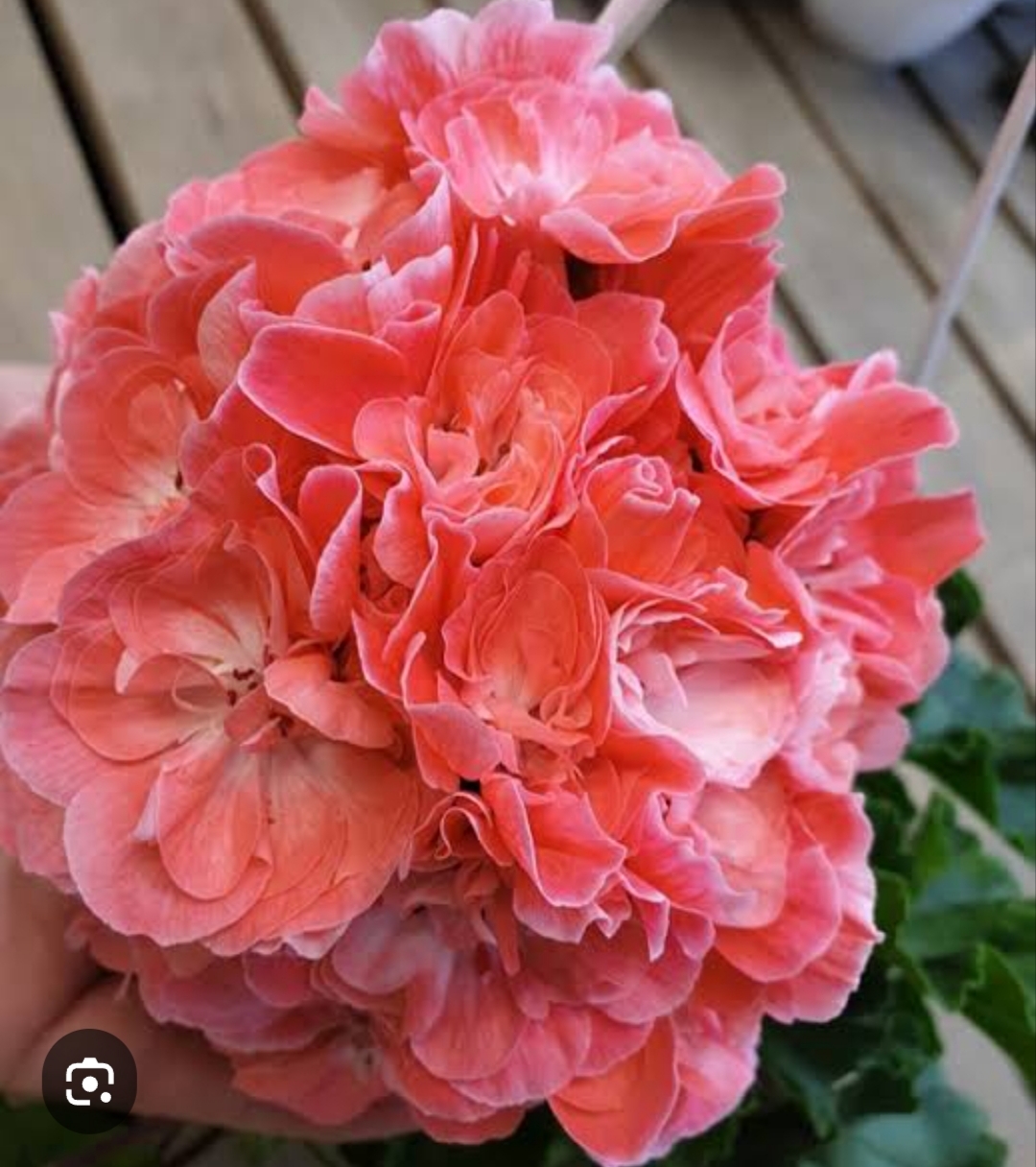 Новис Ханна