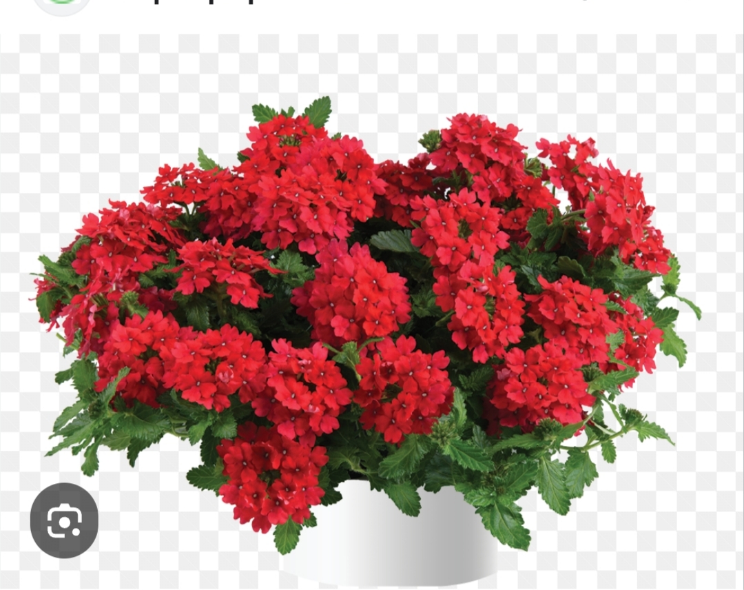 Вербена Vanessa Red ( подрощенный черенок)